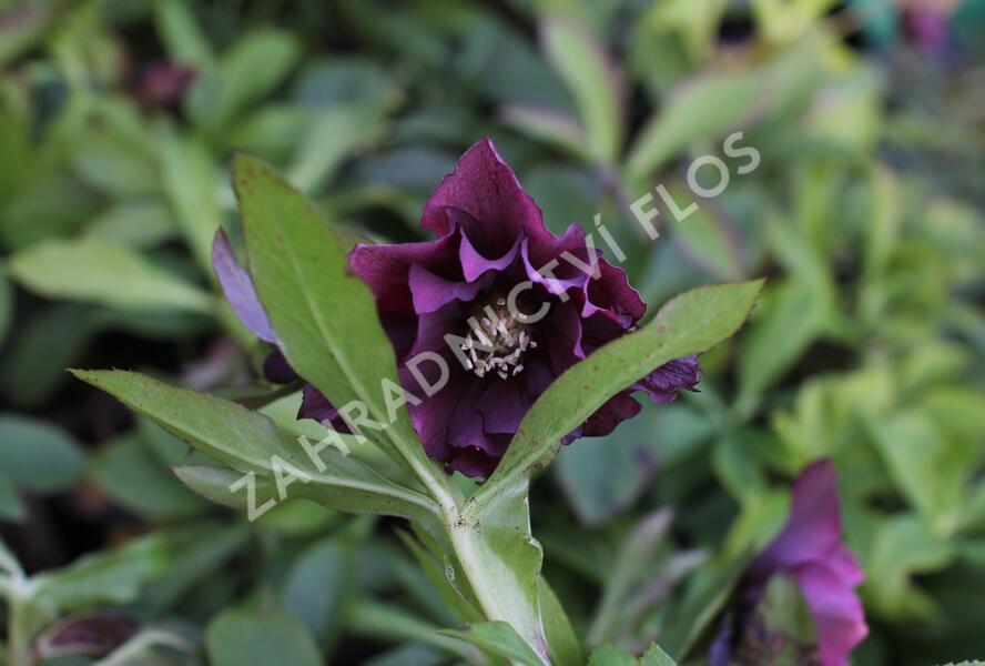 Čemeřice východní 'Double Ellen Red' - Helleborus orientalis 'Double Ellen Red'