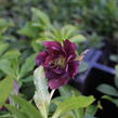 Čemeřice východní 'Double Ellen Red' - Helleborus orientalis 'Double Ellen Red'