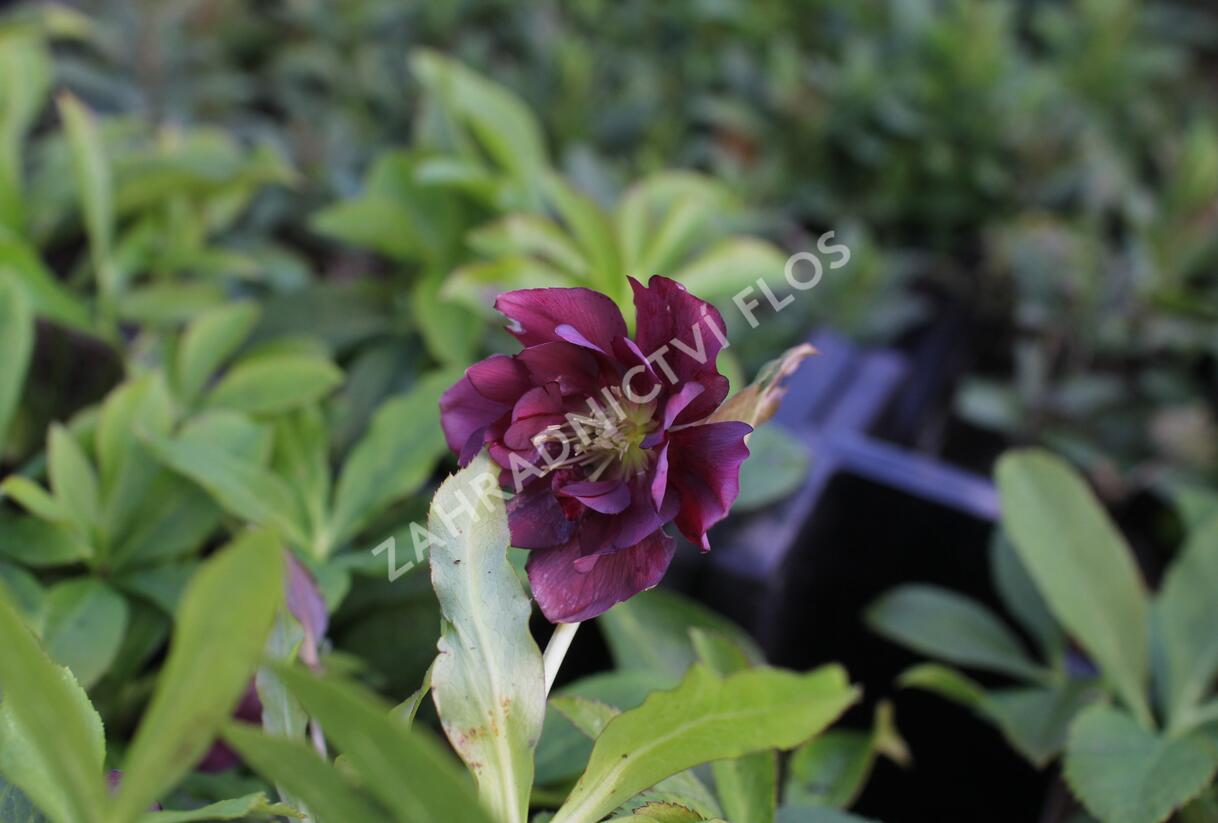 Čemeřice východní 'Double Ellen Red' - Helleborus orientalis 'Double Ellen Red'