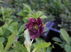 Čemeřice východní 'Double Ellen Red' - Helleborus orientalis 'Double Ellen Red'