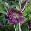 Čemeřice východní 'Double Ellen Red' - Helleborus orientalis 'Double Ellen Red'