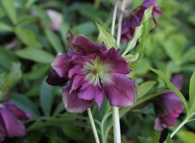 Čemeřice východní 'Double Ellen Red' - Helleborus orientalis 'Double Ellen Red'