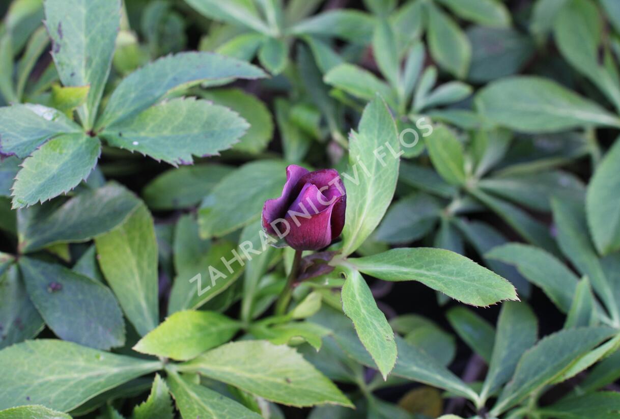 Čemeřice východní 'Double Ellen Red' - Helleborus orientalis 'Double Ellen Red'