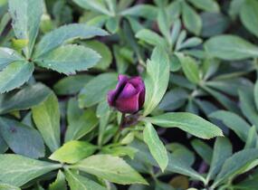Čemeřice východní 'Double Ellen Red' - Helleborus orientalis 'Double Ellen Red'