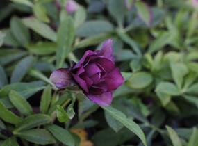 Čemeřice východní 'Double Ellen Red' - Helleborus orientalis 'Double Ellen Red'