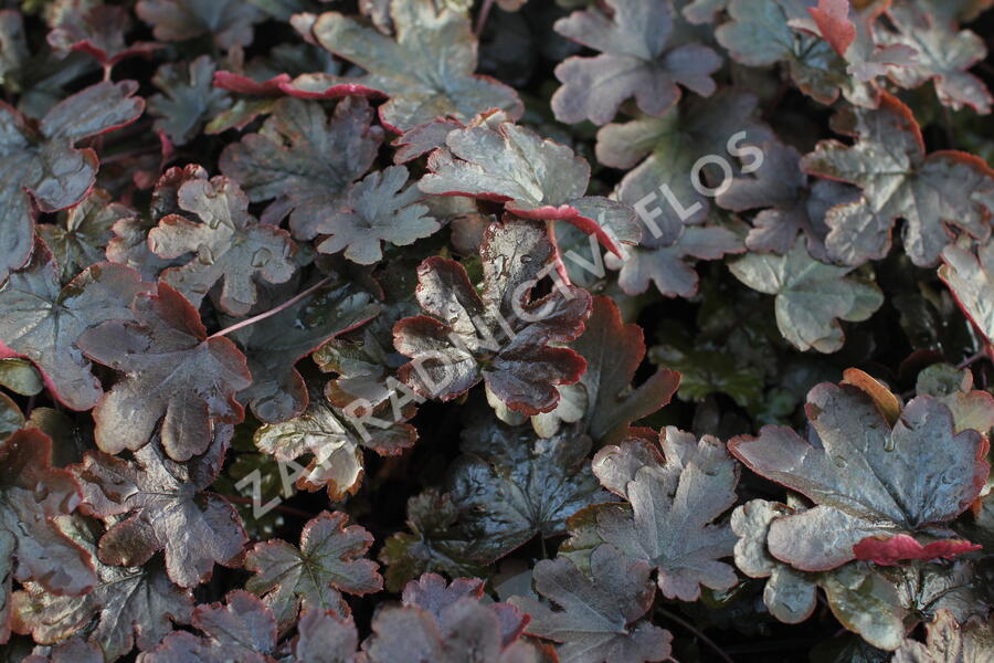 Dlužela 'Art Katana' - Heucherella 'Art Katana'