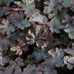 Dlužela 'Art Katana' - Heucherella 'Art Katana'