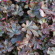 Dlužela 'Art Katana' - Heucherella 'Art Katana'