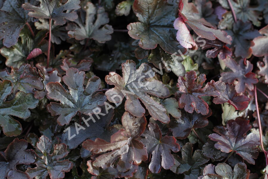 Dlužela 'Art Katana' - Heucherella 'Art Katana'