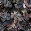Dlužela 'Art Katana' - Heucherella 'Art Katana'