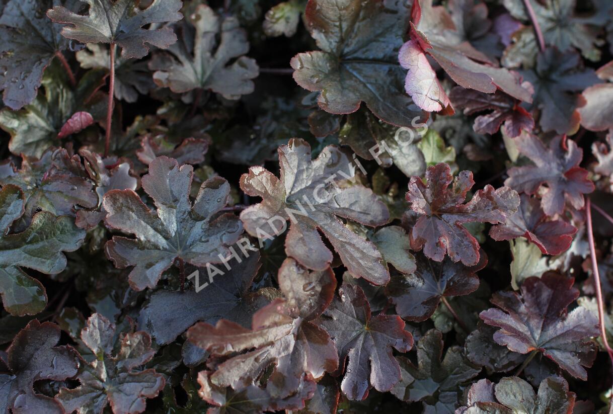 Dlužela 'Art Katana' - Heucherella 'Art Katana'