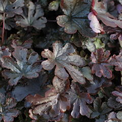 Dlužela 'Art Katana' - Heucherella 'Art Katana'