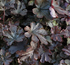 Dlužela 'Art Katana' - Heucherella 'Art Katana'