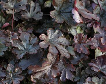 Dlužela 'Art Katana'