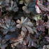 Heucherella 'Art Katana'.JPG