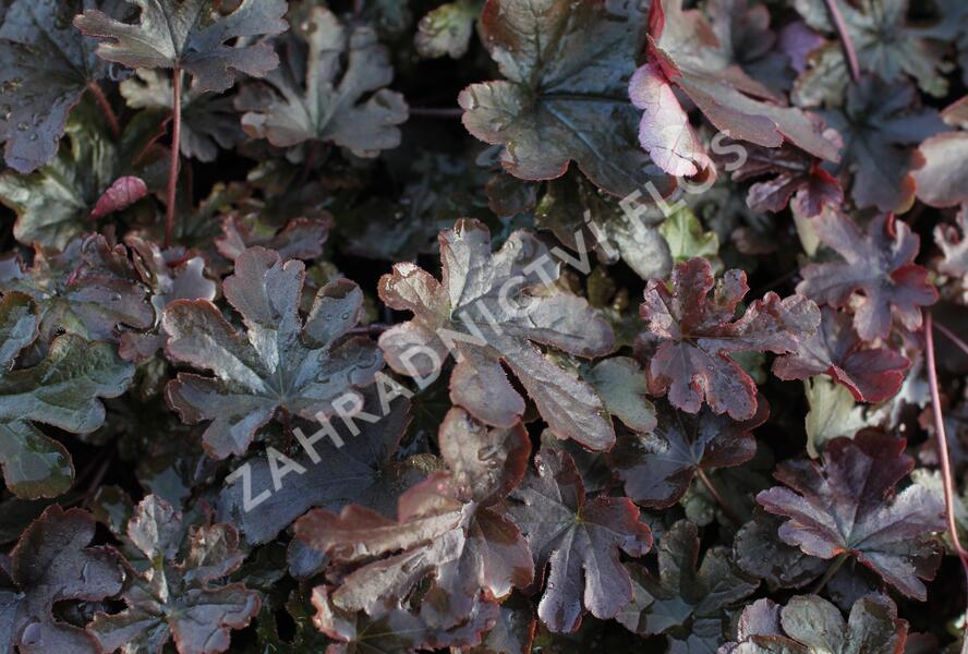 Dlužela 'Art Katana' - Heucherella 'Art Katana'