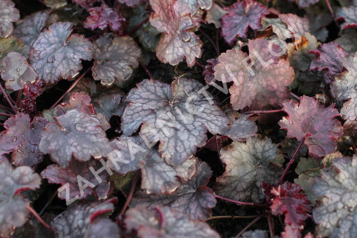 Dlužicha 'Amethyst Myst' - Heuchera hybrida 'Amethyst Myst'