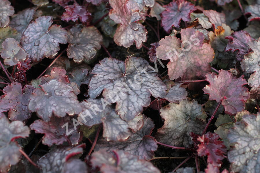 Dlužicha 'Amethyst Myst' - Heuchera hybrida 'Amethyst Myst'