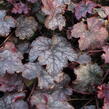 Dlužicha 'Amethyst Myst' - Heuchera hybrida 'Amethyst Myst'