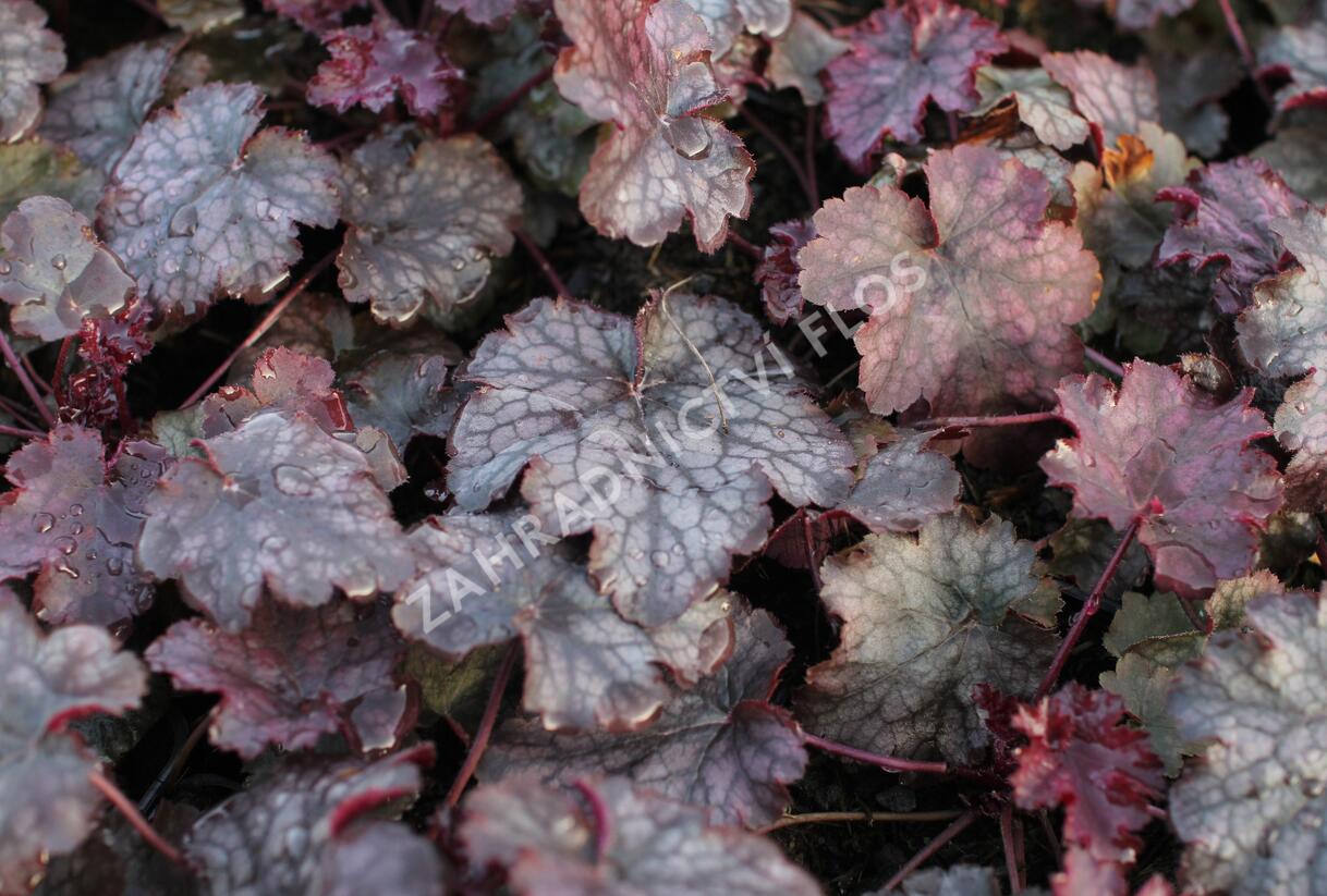 Dlužicha 'Amethyst Myst' - Heuchera hybrida 'Amethyst Myst'