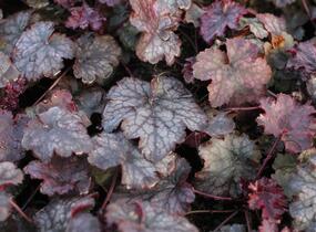 Dlužicha 'Amethyst Myst' - Heuchera hybrida 'Amethyst Myst'