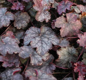 Dlužicha 'Amethyst Myst' - Heuchera hybrida 'Amethyst Myst'