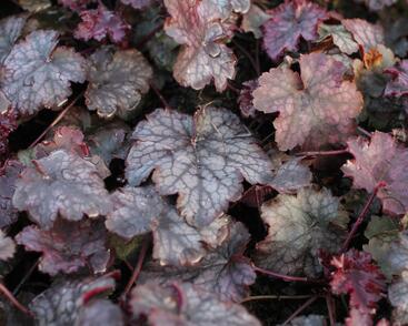 Dlužicha 'Amethyst Myst'