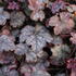 Heuchera hybrida 'Amethyst Myst'_01.JPG