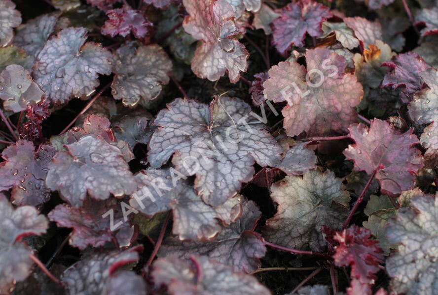 Dlužicha 'Amethyst Myst' - Heuchera hybrida 'Amethyst Myst'