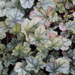 Dlužicha 'Shimmer' - Heuchera hybrida 'Shimmer'