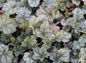 Dlužicha 'Shimmer' - Heuchera hybrida 'Shimmer'