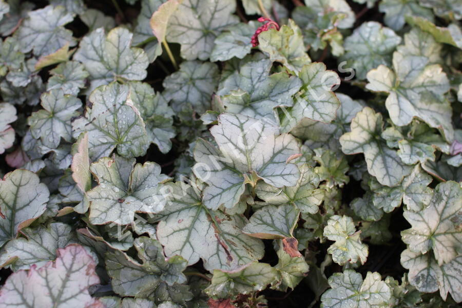 Dlužicha 'Shimmer' - Heuchera hybrida 'Shimmer'