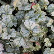 Dlužicha 'Shimmer' - Heuchera hybrida 'Shimmer'