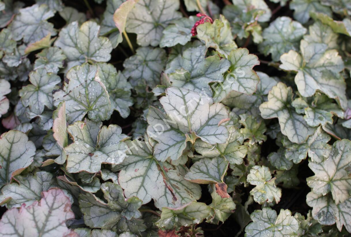 Dlužicha 'Shimmer' - Heuchera hybrida 'Shimmer'