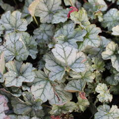 Dlužicha 'Shimmer' - Heuchera hybrida 'Shimmer'
