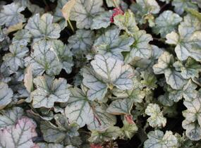 Dlužicha 'Shimmer' - Heuchera hybrida 'Shimmer'
