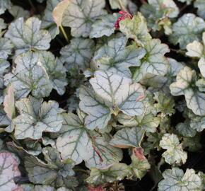 Dlužicha 'Shimmer' - Heuchera hybrida 'Shimmer'