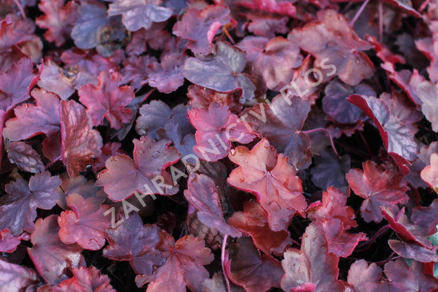 Dlužicha 'Fire Chief' - Heuchera hybrida 'Fire Chief'