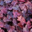 Dlužicha 'Fire Chief' - Heuchera hybrida 'Fire Chief'