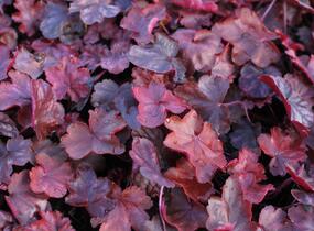 Dlužicha 'Fire Chief' - Heuchera hybrida 'Fire Chief'