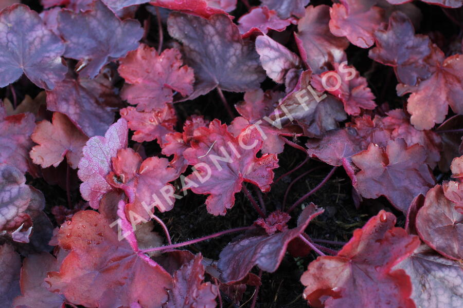 Dlužicha 'Fire Chief' - Heuchera hybrida 'Fire Chief'