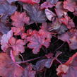 Dlužicha 'Fire Chief' - Heuchera hybrida 'Fire Chief'