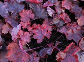 Dlužicha 'Fire Chief' - Heuchera hybrida 'Fire Chief'