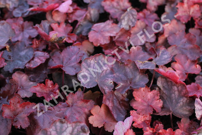 Dlužicha 'Fire Chief' - Heuchera hybrida 'Fire Chief'