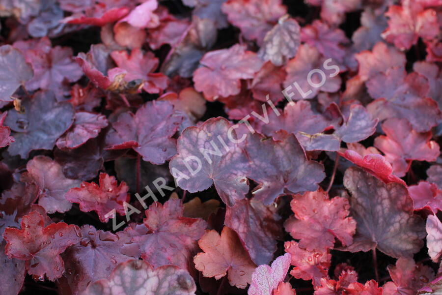 Dlužicha 'Fire Chief' - Heuchera hybrida 'Fire Chief'