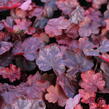 Dlužicha 'Fire Chief' - Heuchera hybrida 'Fire Chief'