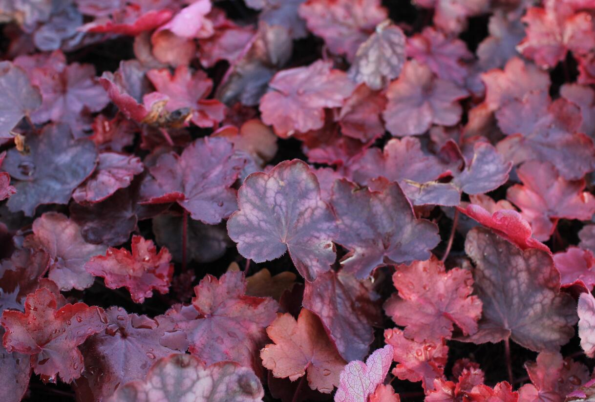 Dlužicha 'Fire Chief' - Heuchera hybrida 'Fire Chief'