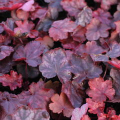 Dlužicha 'Fire Chief' - Heuchera hybrida 'Fire Chief'