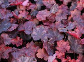 Dlužicha 'Fire Chief' - Heuchera hybrida 'Fire Chief'
