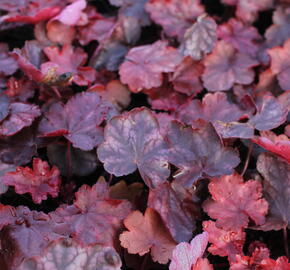Dlužicha 'Fire Chief' - Heuchera hybrida 'Fire Chief'